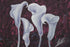 Purple Calla